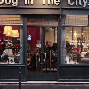 DOG IN THE CITY