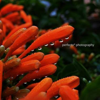 Simply Perfecto Photography