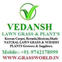 Vedansh Lawn Grass  Plants suppliers