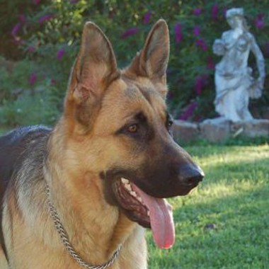 AUX AMIS DES CHIENS