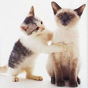 Reiki cura e amor