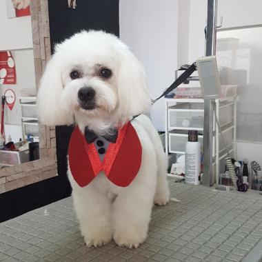 Master Groomer School