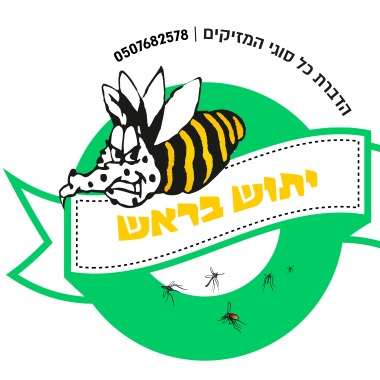 יתוש בראש