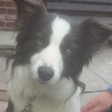 Nellies walkies