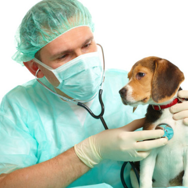 FELYCAN atención veterinaria