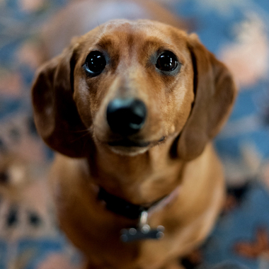 Laura Parente Photography