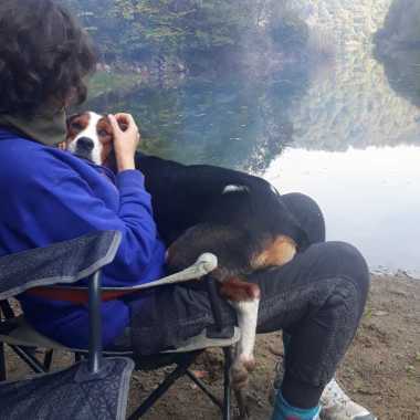 Köpek gezdirici