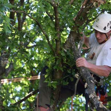 Thisse Alexis arboriste grimpeur élagueur
