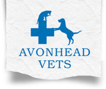Avonhead Veterinary Clinic