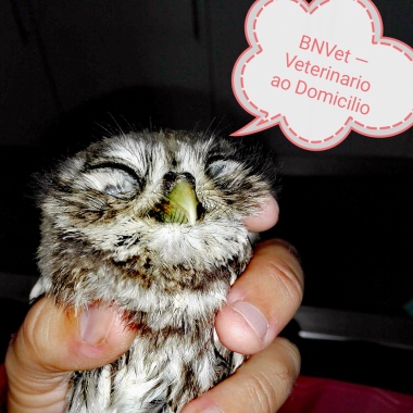 Bn Vet