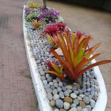 Plantas D'liza