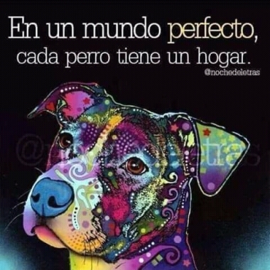 Entrenamiento y estilismos canino