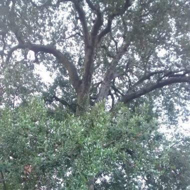 PAISAJISMO PAUCHARD
