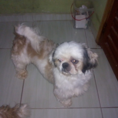 Amor pelos pets