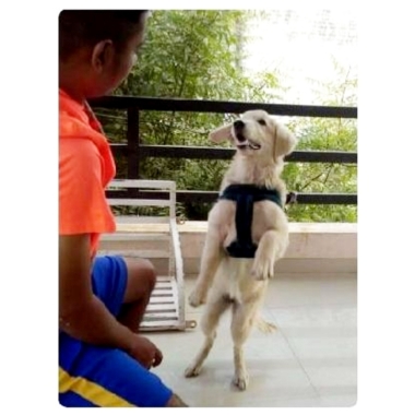 Pandya’s Dog Training , Dog Boarding ﹠ Dog Walking Services