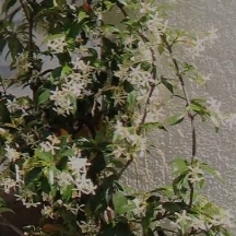Γεωργαλα Αργυρή