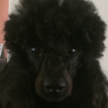 Hundesalon Allegra