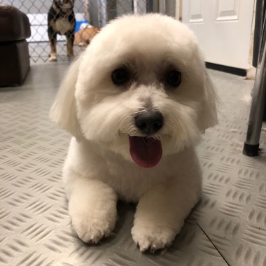 YUPPIE PUPPY
