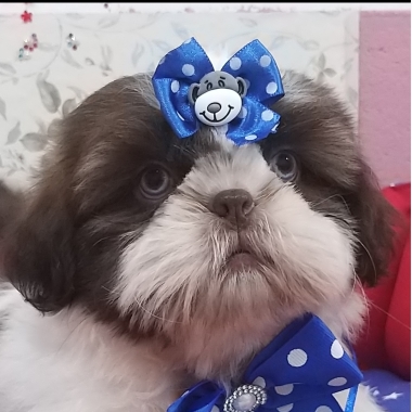 Berçário Pet