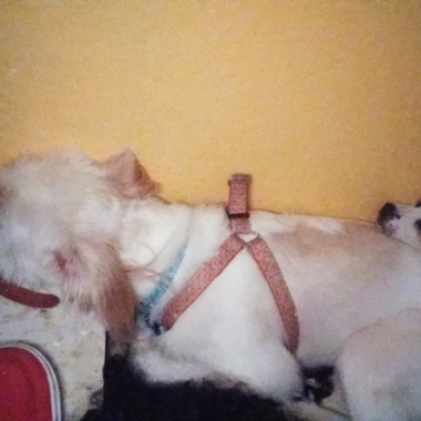 Mauly Silvestre
