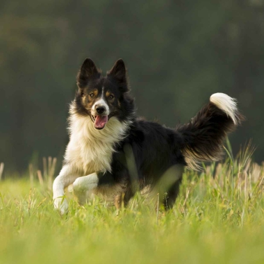 Hundeschule HundoderKatz