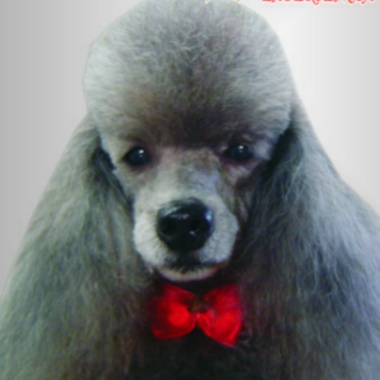 Andris Gómez peluqueria canina