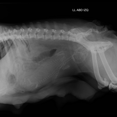 Clinica Veterinaria Sabuesos