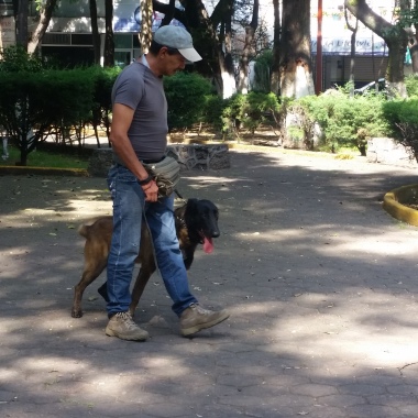 Dogmaster.Mx