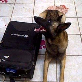 Man and Dog's