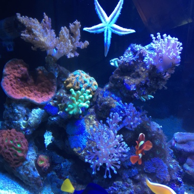Living art aquarium concept