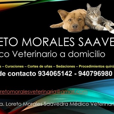Dra. Loreto Morales médico veterinario