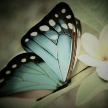 Blue Butterfly Photography