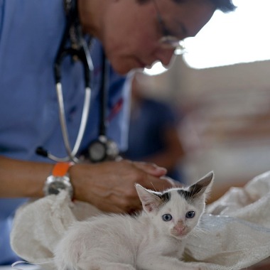 Bubba-Gump Veterinaria