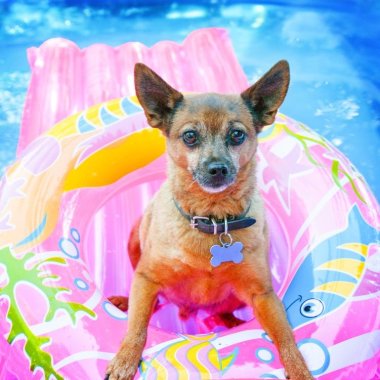 Adiestrador Canino Madrid