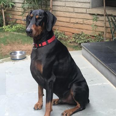 Bangalore Dog Trainer