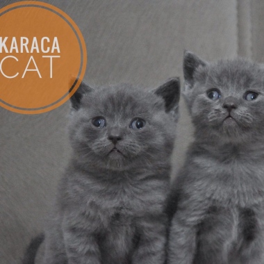 KARACA PETSHOP BURSA