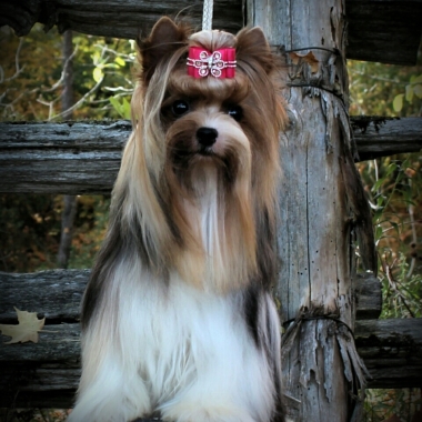 Paw Spa All Breed Pet Grooming and Photography