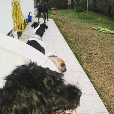 Petsitting Miramar 