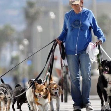 WALKING DOGS