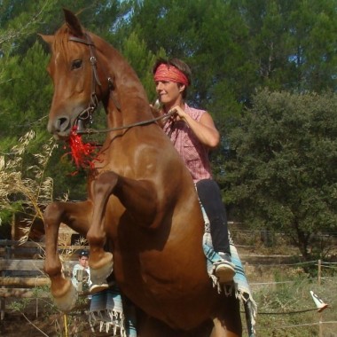 Les Chevaux Du Bessillon