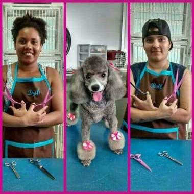Pet Mania Estética Animal