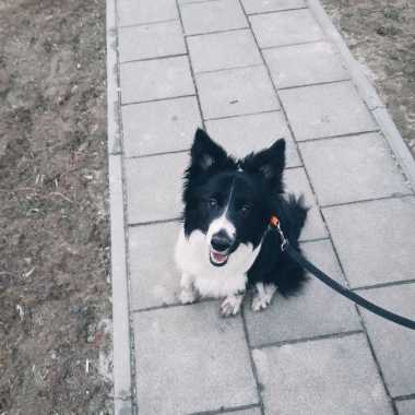 Wyprowadzanie psów