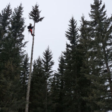 Six Tree Removal