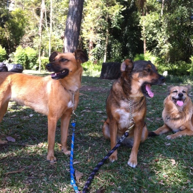 Pet Sitter & Dog walker