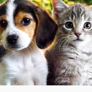 Clinica veterinaria full animals ltda