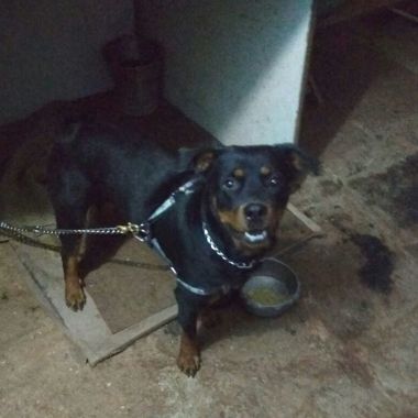 Pet Wala