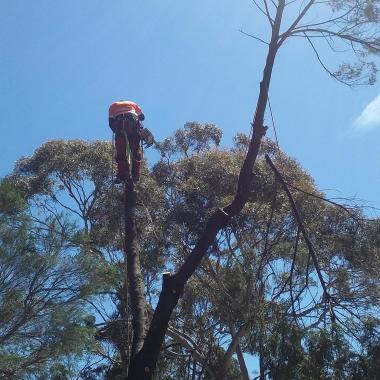 Cutting edge tree management