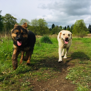 Pawsitive Days