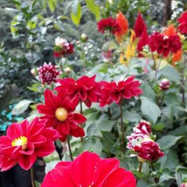 Jardinería y podas guadañas
