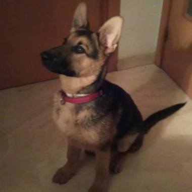 Susana&NicKlaus peluqueria canina